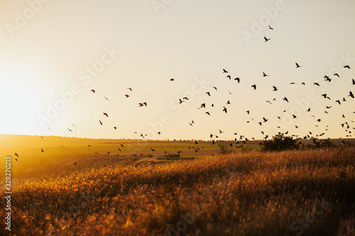 Obraz na płótnie Sunset with flying birds over the field. Environment concept. Silhouette of birds flying on meadow in summer sunset in an orange sky with a shining sun over field. w salonie