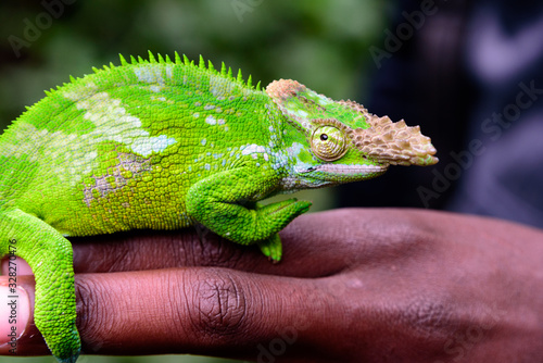 West Usambara two-horned chameleon, Kinyongia multituberculata photo