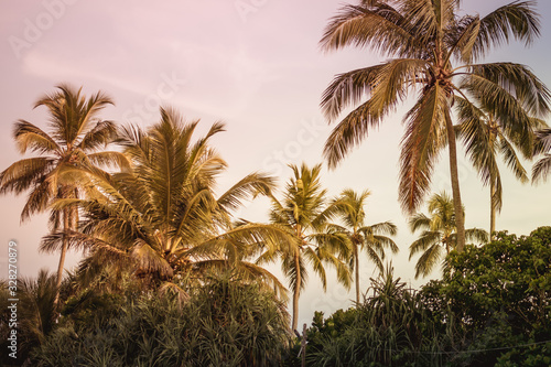 View of palm trees against the sky and sun flare. Tropical background at the resort