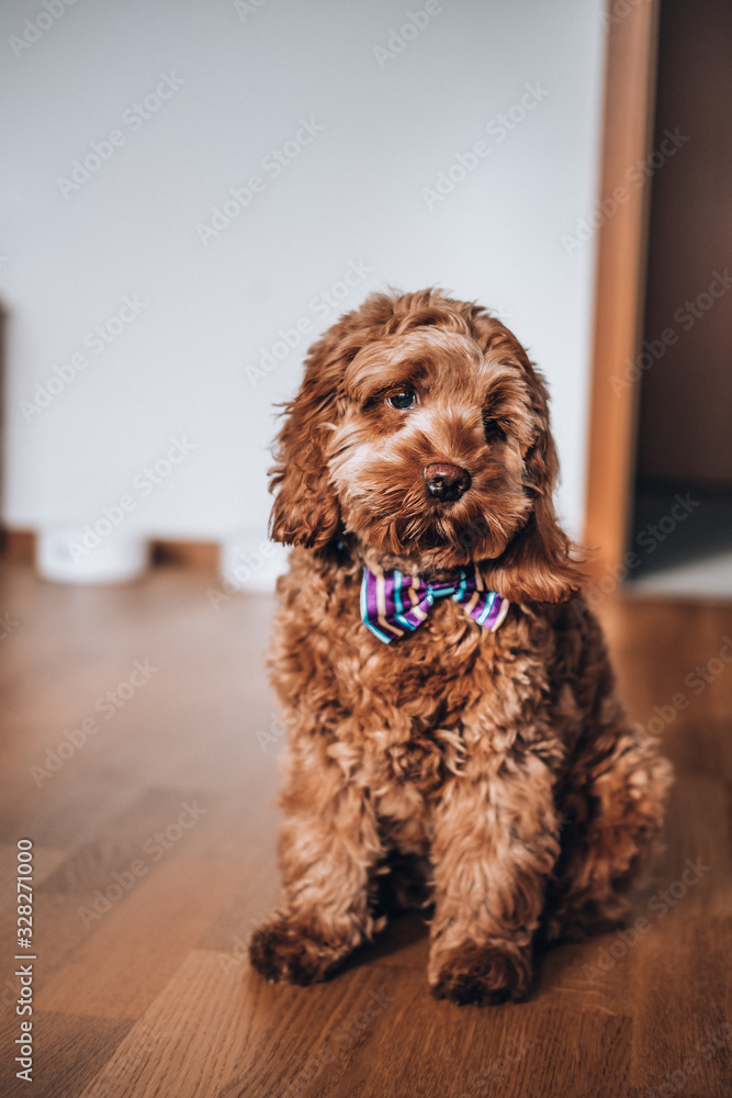 5 months old Cockapoo red puppy cross breed