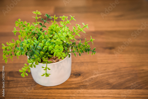 fresh plant herbs in wooden desk
