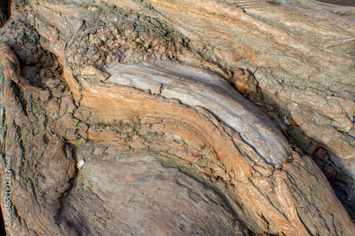 Texture of old tree root system