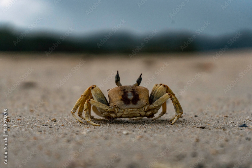  Thailand crab