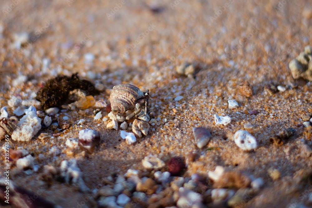 macro shot of a lively mollusk moving along the sand at Hikkaduwa Beach in Sri Lanka