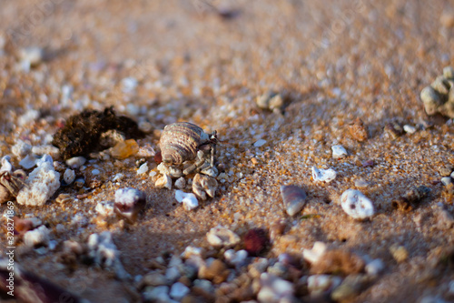 macro shot of a lively mollusk moving along the sand at Hikkaduwa Beach in Sri Lanka