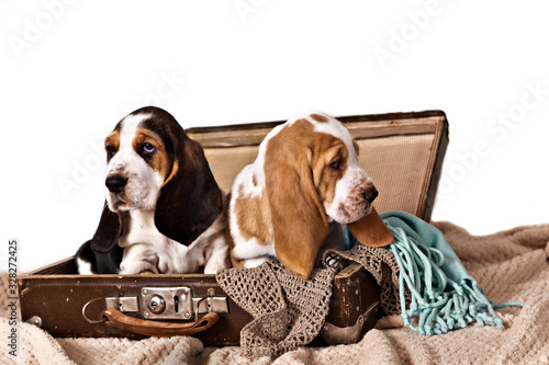 Two basset hound puppies sitting in old suitcase isolated on white