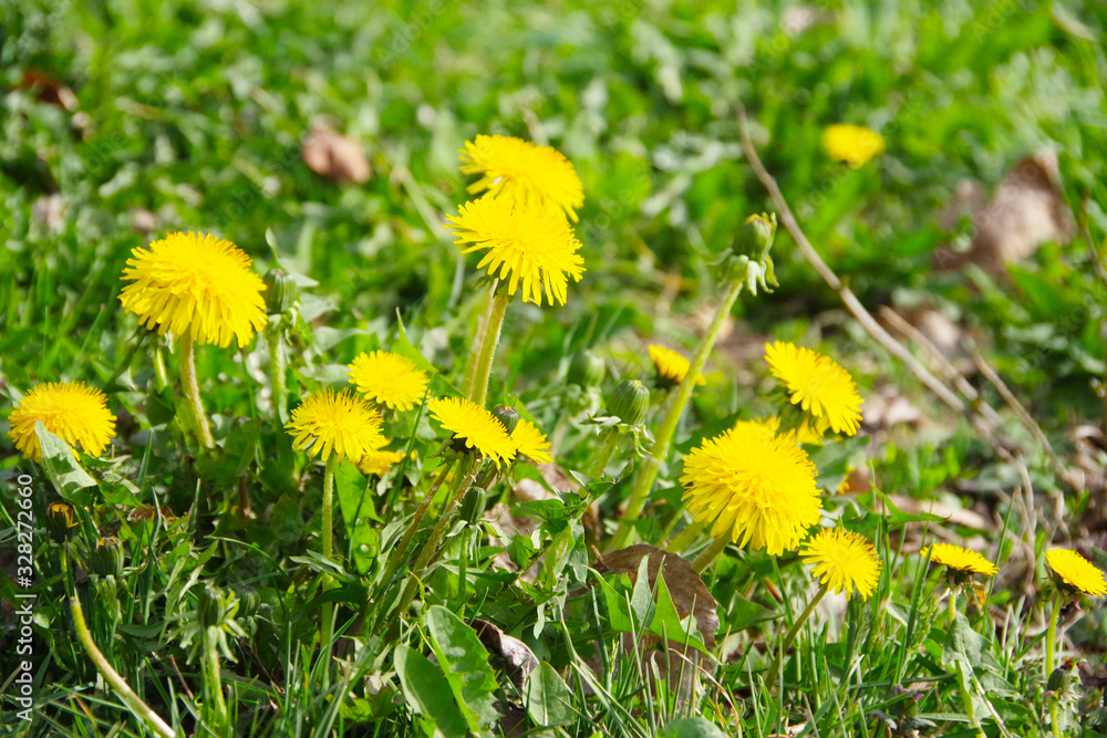 Green field with yellow dandelions. Close-up of yellow spring blossoms dandelions on the ground, macro, background, wallpaper Green field with yellow dandelions. Close-up of yellow spring blossoms dandelions on the ground, macro, background, wallpaper