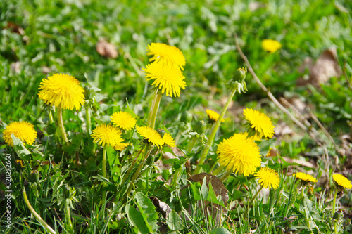 Green field with yellow dandelions. Close-up of yellow spring blossoms dandelions on the ground, macro, background, wallpaper