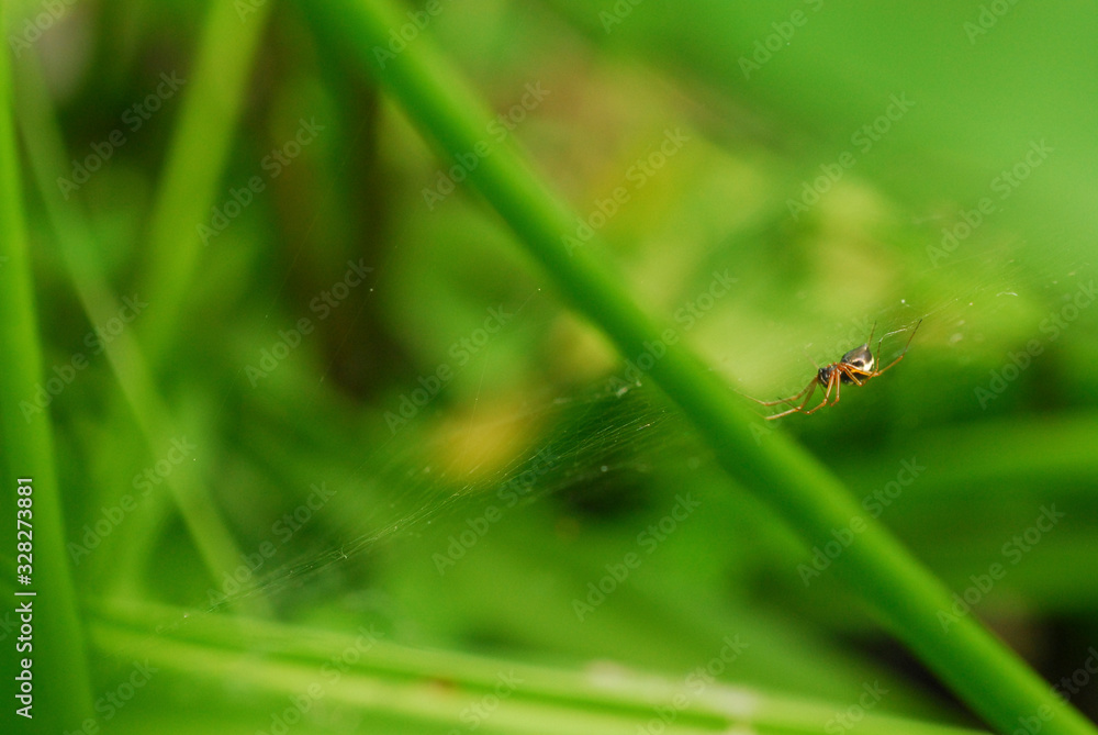 spinne spinne