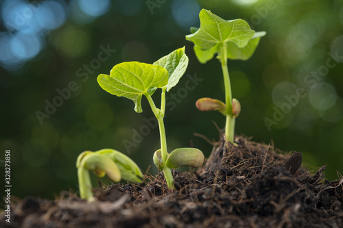 Young seedling grrow from soil