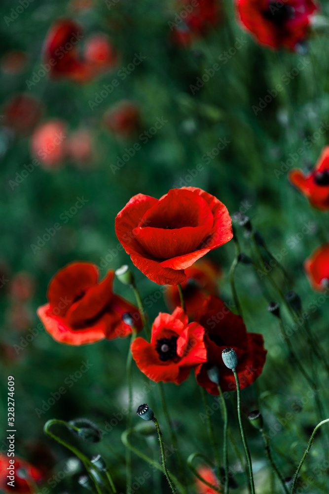 Mohnblume 001 Mohnblume 001