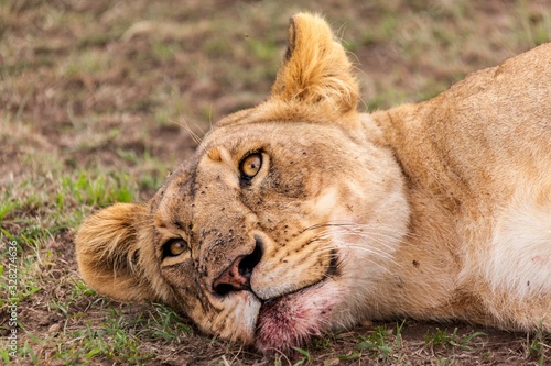 leon tumbado a la sombra en la savana africana safari por kenia  africa