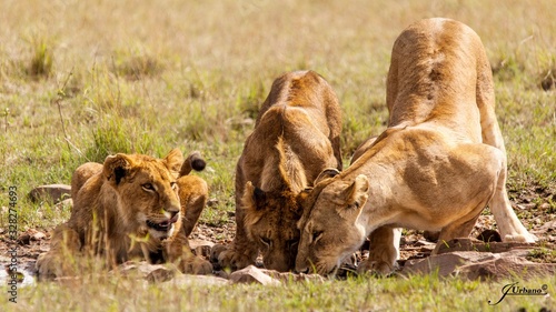 manada de leonas devorando a su presa en la sabana africana durante un safari por kenia