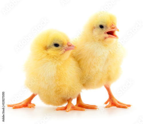 Wallpaper Mural Two yellow chicken. Torontodigital.ca