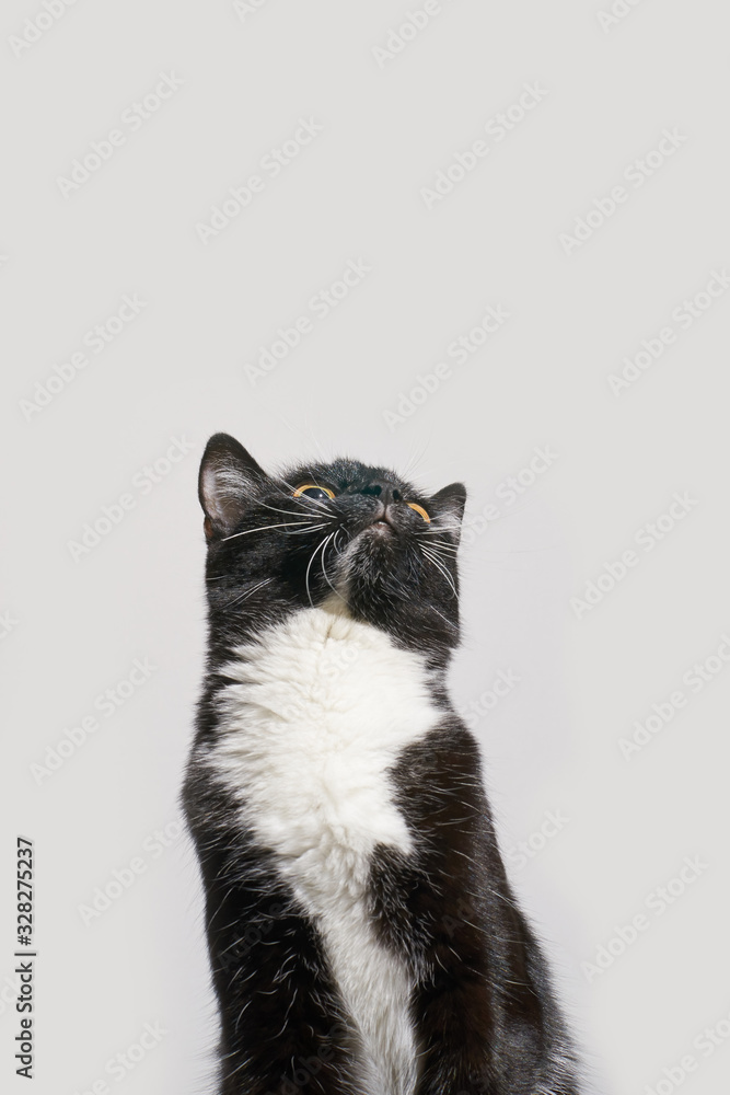 Black and white cat staring up. Little funny kitten. Kitty face. Grey background. Copy space Black and white cat staring up. Little funny kitten. Kitty face. Grey background. Copy space