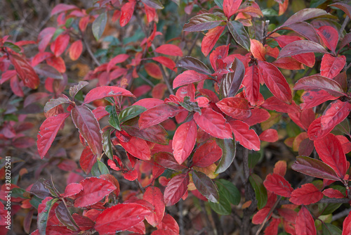 Viburnum odoratissimum