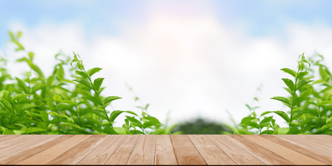 green grass and blue sky on wooden board background