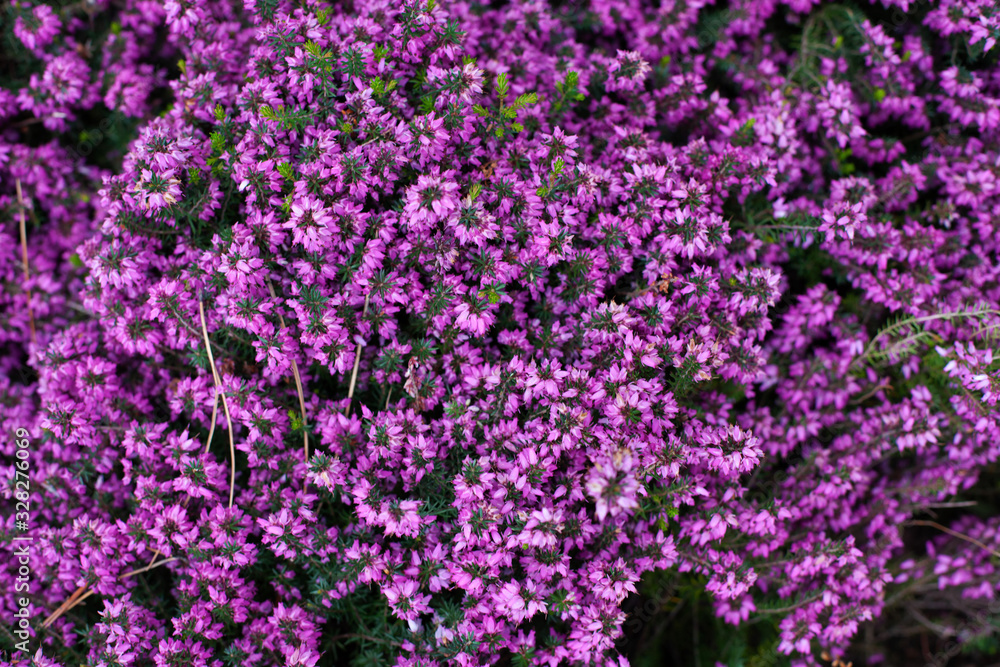 Perfect full bloom of pink and purple bell-shaped common heather (Calluna vulgaris) or Ling flowers, top view. Beautiful nature photo, botanical card or wallpaper design. Selective focus Perfect full bloom of pink and purple bell-shaped common heather (Calluna vulgaris) or Ling flowers, top view. Beautiful nature photo, botanical card or wallpaper design. Selective focus