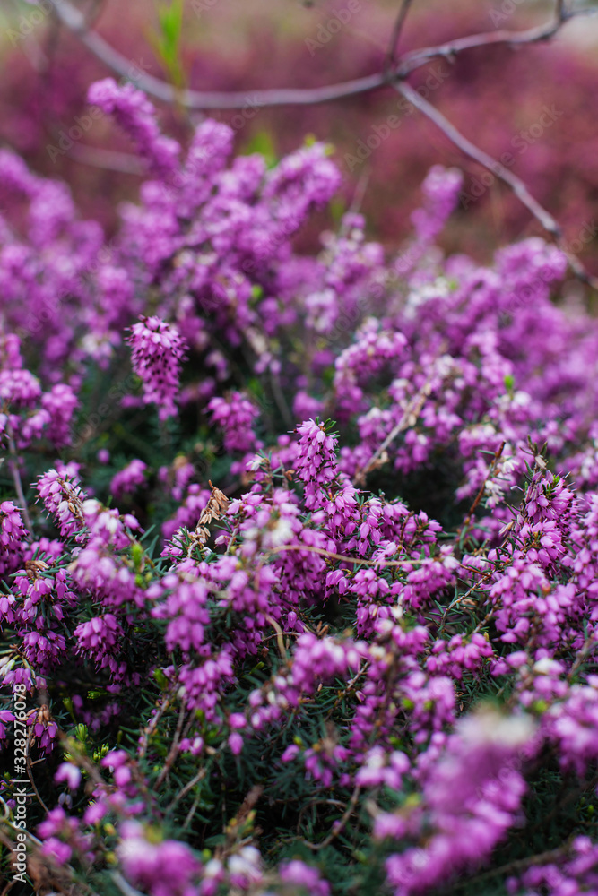 Perfect full bloom of pink and purple bell-shaped common heather (Calluna vulgaris) or Ling flowers, top view. Beautiful colored heather field, botanical card or wallpaper design. Selective focus Perfect full bloom of pink and purple bell-shaped common heather (Calluna vulgaris) or Ling flowers, top view. Beautiful colored heather field, botanical card or wallpaper design. Selective focus