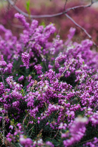 Perfect full bloom of pink and purple bell-shaped common heather  Calluna vulgaris  or Ling flowers  top view. Beautiful colored heather field  botanical card or wallpaper design. Selective focus