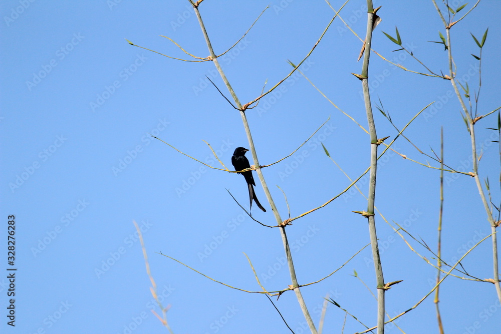 Obraz premium Black Drongo bird with two tails sitting on tree branch on the morning and blue sky on the background