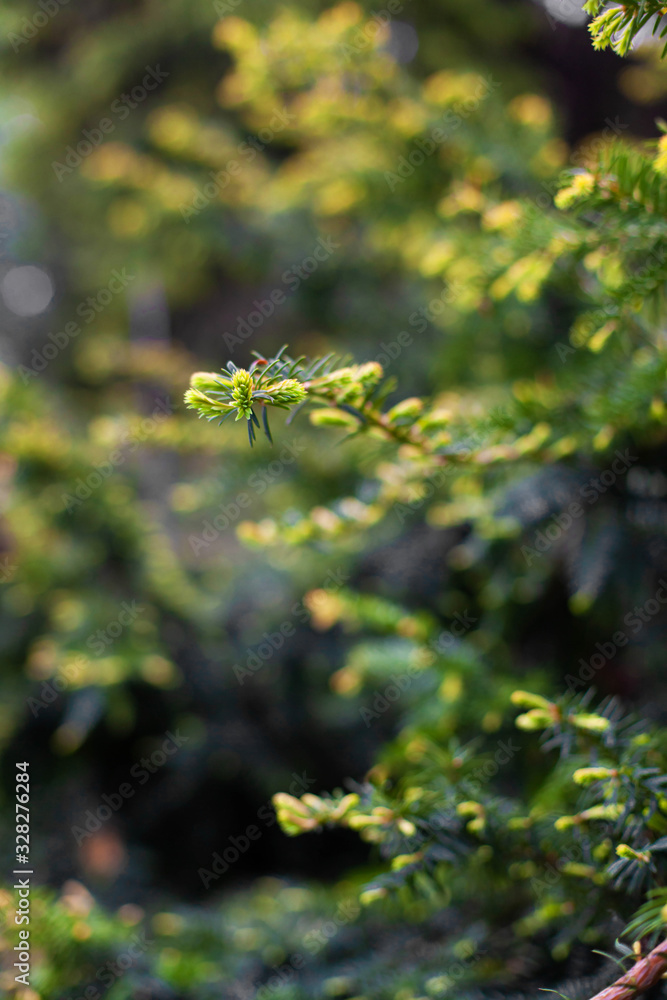 Macro sprig of spruce in the spring forest. Young shoots on tops of spruce branches on blurred background of evergreen plants. Beautiful green spring wood. Selective focus Macro sprig of spruce in the spring forest. Young shoots on tops of spruce branches on blurred background of evergreen plants. Beautiful green spring wood. Selective focus