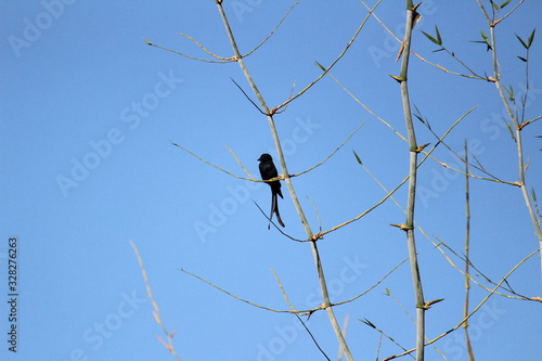 Black Drongo bird with two tails sitting on tree branch on the morning and blue sky on the background