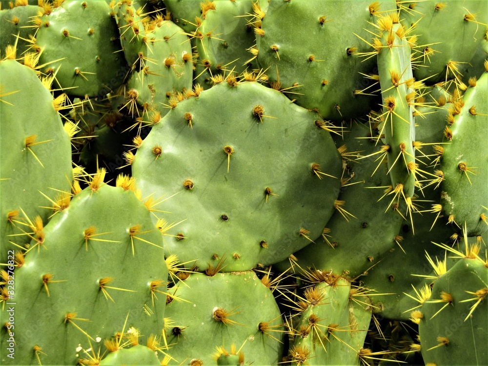 Closed-up prickly cactus in southern Spain Closed-up prickly cactus in southern Spain