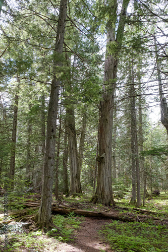 Giant Cedars Mount Revelstoke National Park  British Columbia  Canada featuring large old cedar trees