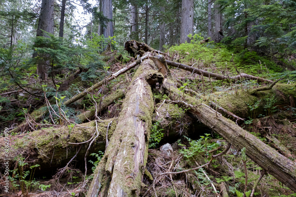 Giant Cedars Mount Revelstoke National Park, British Columbia, Canada featuring large old cedar trees