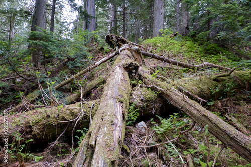 Obraz na płótnie Giant Cedars Mount Revelstoke National Park, British Columbia, Canada featuring large old cedar trees w salonie
