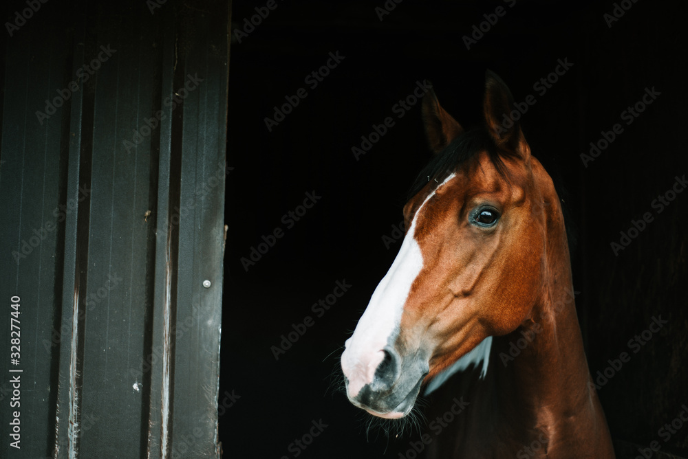 Naklejka premium Neville 1