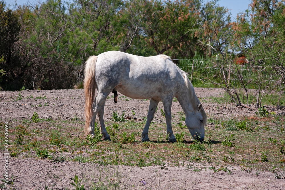 A white stallion grazes the grass in the Camargue, France.