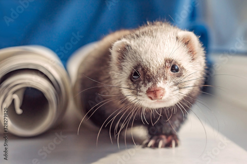 Cute curious domestic ferret pet hunts on the windowsill, animal protection, sunny day photo
