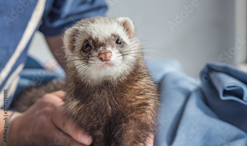 Domestic ferret pet in the hands of a girl, space for text, animal protection, sunny day