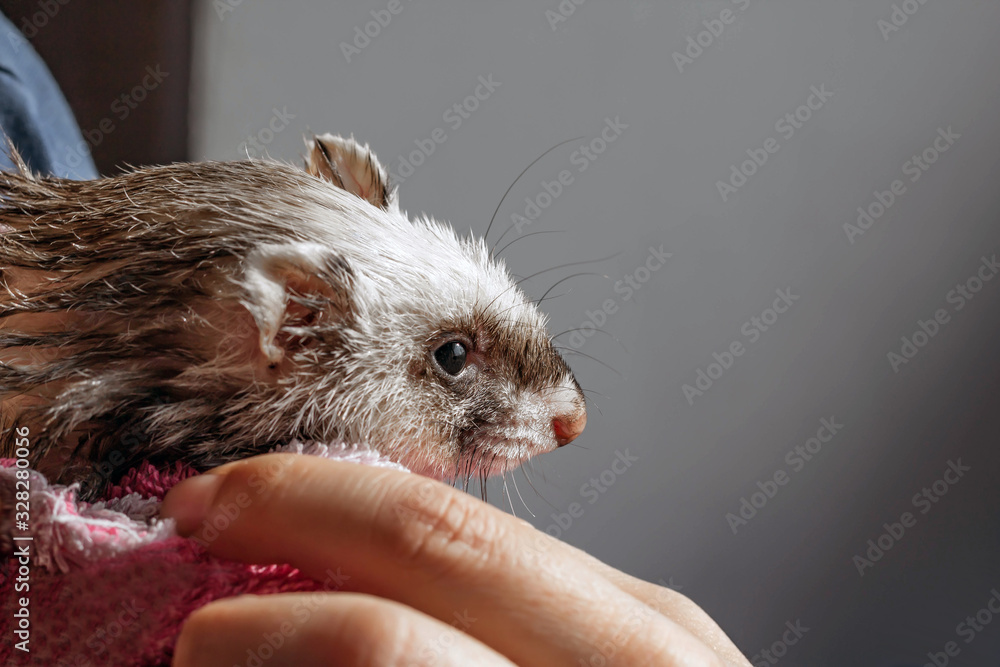 Φωτογραφία Cute little domestic ferret pet in the hands of a girl, space for text, profile