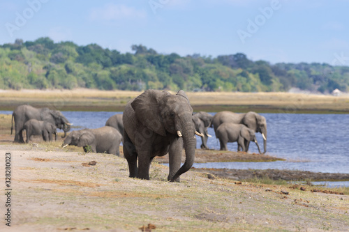Group of elephants at chobe national park of Botswana