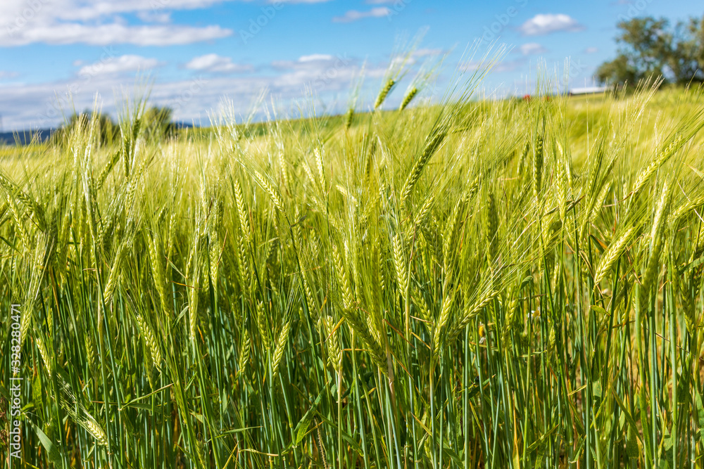 Beautiful field of cereals (wheat, barley, oats) green on a sunny spring day. Space to insert your text. Beautiful field of cereals (wheat, barley, oats) green on a sunny spring day. Space to insert your text.