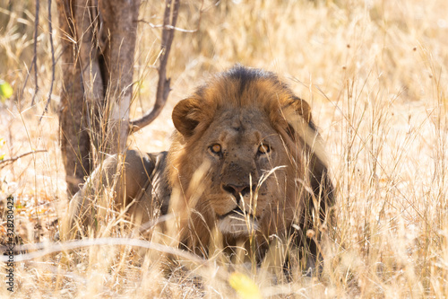 Lion at the Okavango Delta of Botswana