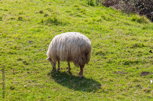 Sheep with long hair (light wool) of white color. Cantabria.