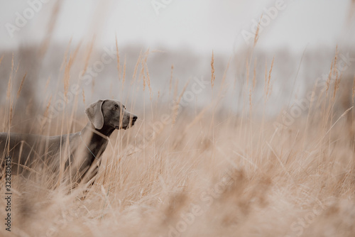 hunting weimaraner dog posing in the field