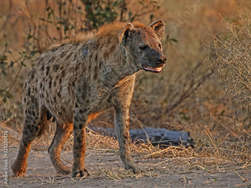 Spotted Hyena, Botswana, Africa