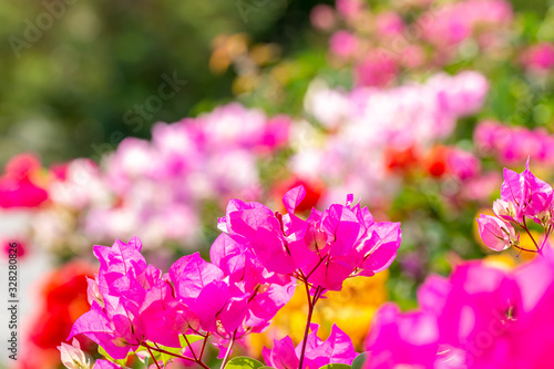 Blurred background of colorful bougainvillea flower. © winlyrung