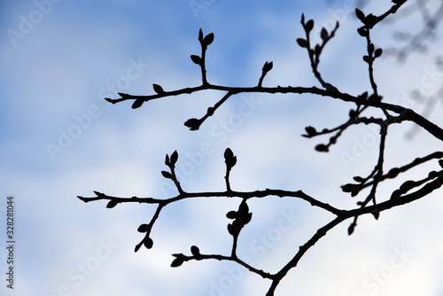 Trees without leaves  blue sky background. Russian landscape