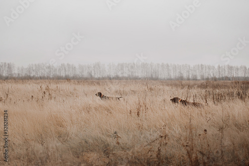two brown german shorthaired pointer dogs working in the field © ksuksa