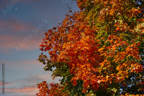 Orange and green leaves on a tree in autumn under a blue sky