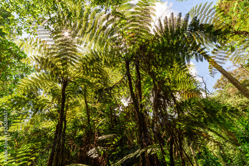 The primary rainforest in the Usambara Mountains