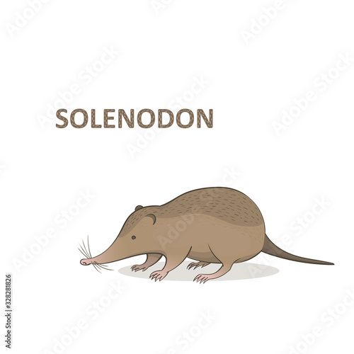 Vector illustration, a cartoon cute solenodon. Isolated on a white background.