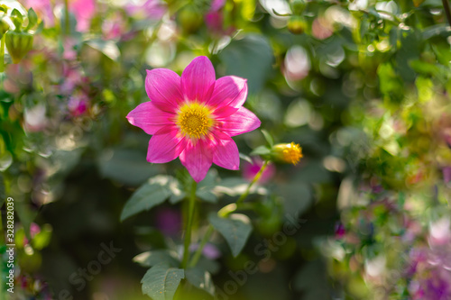 Dahlia flower in full bloom