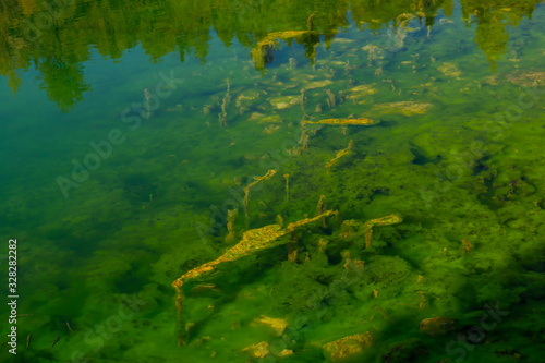 Seaweed in lake at Seven lakes valley, Bohinj